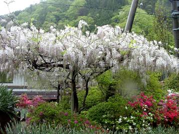 �؂藧�����R�̗ѓ�