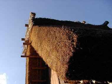 ���F�̔��싽