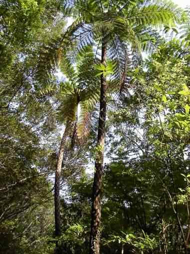 ���M�ь����т̃q�J�Q�փS