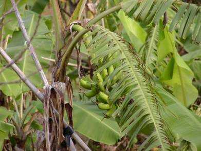 ���F���A�܂邭�炢�Ă���t�L�̉�