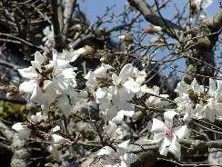 ��ˉ��@�̊Ŕ�