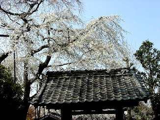 ���Ɖ�ꂽ����