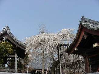 �����ŉ�y�̉��t