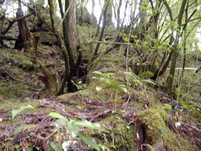 �X�̂��������ɁA���̗l�Ȑ삪����Ă���B�����ʂ������A�܂��ɐ����B