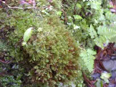 ����Ȑ؂芔����A�V���������R�{�����Ă���B�����ł́A�S�Ă̂��̂��V�������ׂ̈Ɋ�������Ă���