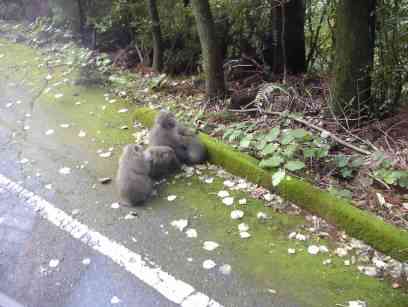 ���v���ɐ�̂��ꂽ�A�ԁB�Ԃ𓮂����Ă����͓������A������������^�]��B