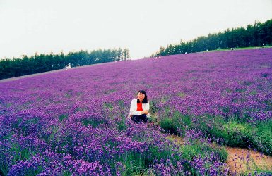 ���s�i�X�̉ԁB�@�V���A�x�ǖ�͉Ԃ��炫����Ă��܂����B