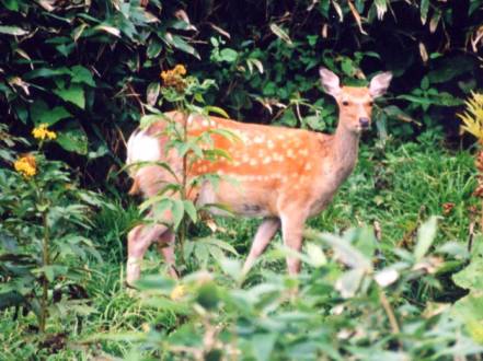 �I�V�����R�}�i�k�C���ŗL��A�⋛�̂P��j�B