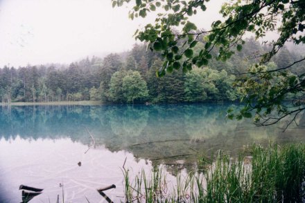 ���̐F���_��I�ȃI���l�g�[