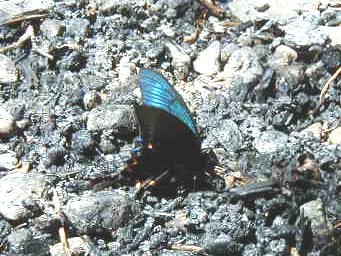 �N�₩�ȃR�o���g�u���[