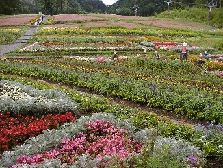 �X�L�[��Q�����f