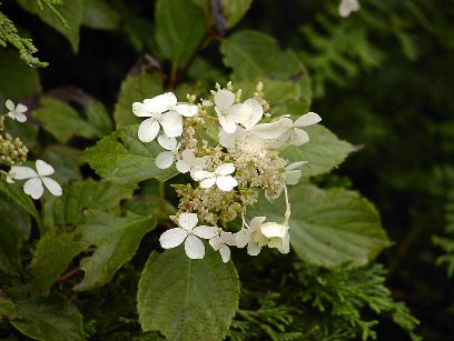 ���F���ԁE�E�E�E�Ԃɏڂ����Ȃ��̂ŁE�E