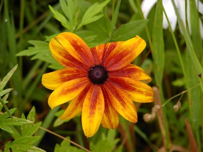 �E�E�E�E�Ԃɏڂ����Ȃ��̂ŁE�E�E�E������